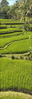 Rice Terraces - Bali V (PBH4 00 16694)